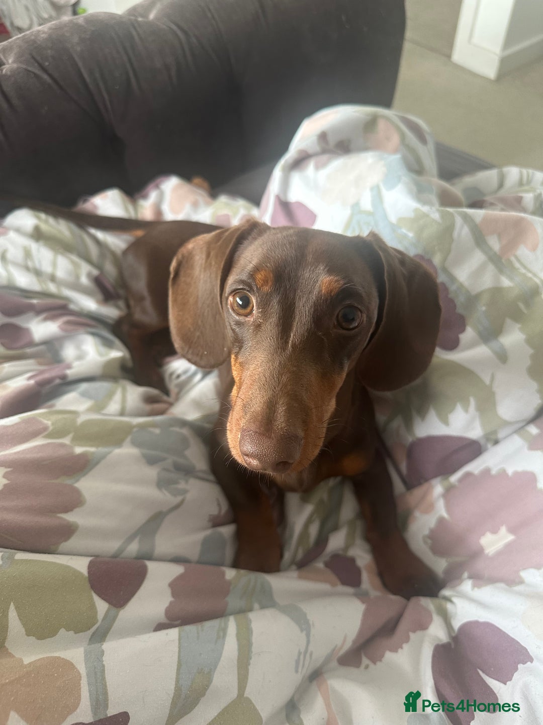 Miniature Dachshund dogs for sale: Miniature dachshund  - Image 3
