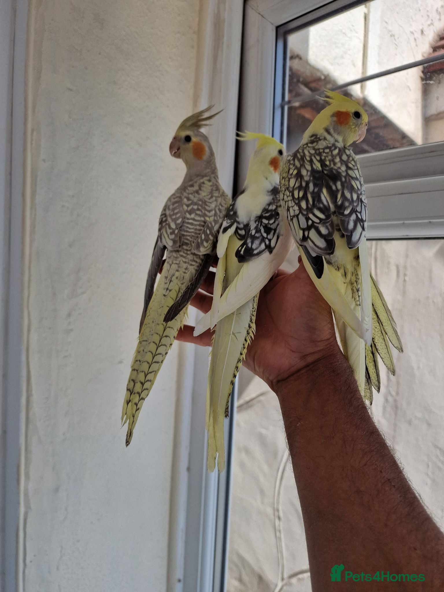 Cockatiels birds Super silly tamed baby cockatiels  - Advert 8
