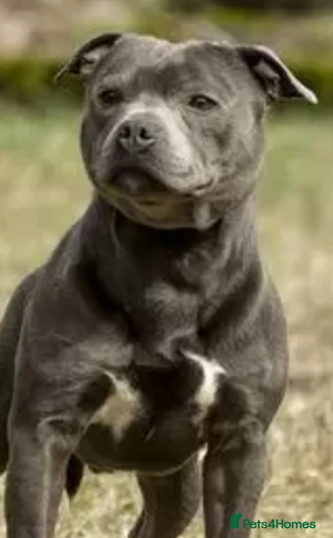 Mixed Breed dogs for sale: Beautiful female Fraffy puppy - Advert 2