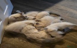 Ragdoll cats for sale: Beautiful GCCF Reg Pure Bred Ragdoll kittens - Image 20