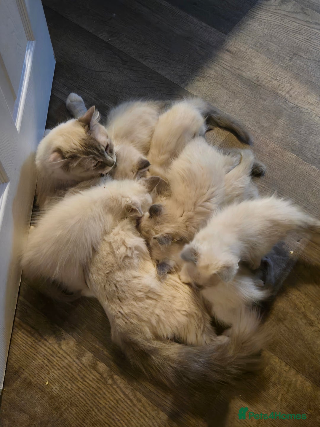 Ragdoll cats for sale: Beautiful GCCF Reg Pure Bred Ragdoll kittens - Image 20