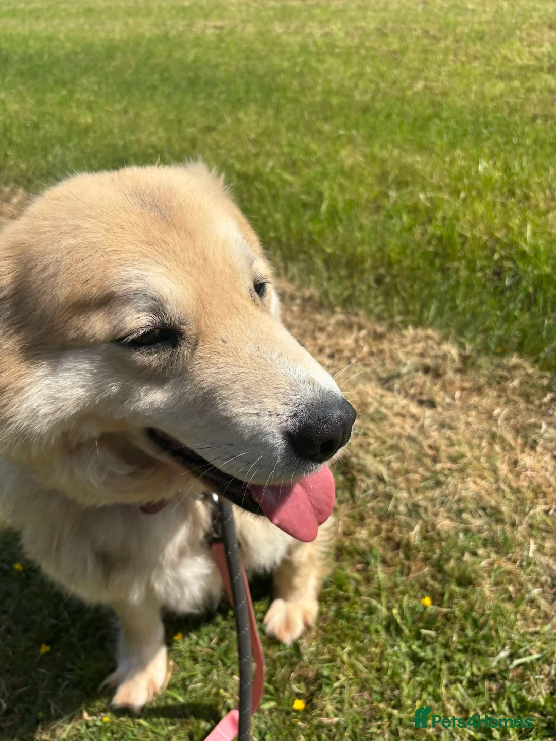 Mixed Breed dogs for adoption: Meet Paddy, currently residing in Cheshire  in Nantwich - Advert 19