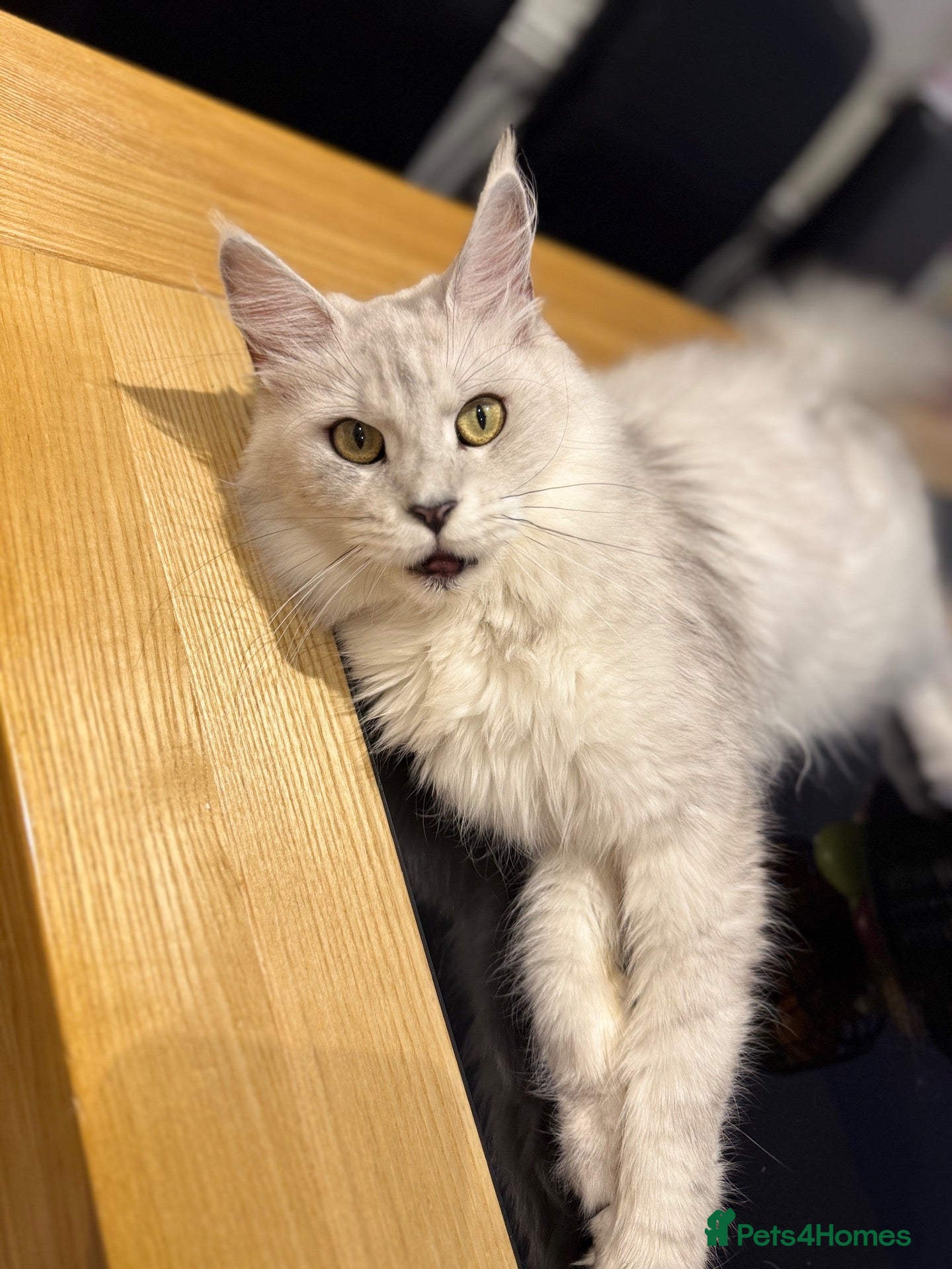 Maine Coon cats Moonshade Ivory  - Advert 2