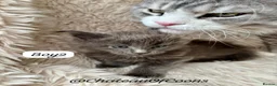 Maine Coon cats for sale: Blue Smoke Maine Coon Kittens - Registered - Advert 5