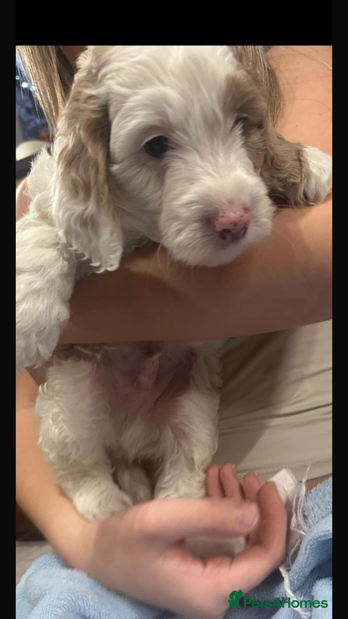 Cockapoo dogs F1 Cockapoo’s - Advert 9