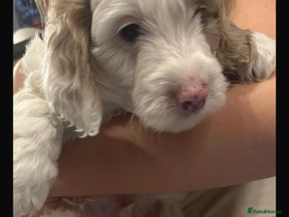 Cockapoo dogs F1 Cockapoo’s - Advert 9