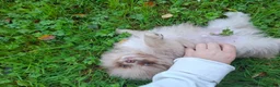 Pomeranian dogs for sale: KC Registered Pomeranian Puppies - Advert 7