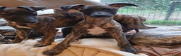 Whippet dogs for sale: 5 glorious KC boys ready now. KC Sire heart tested - Advert 2