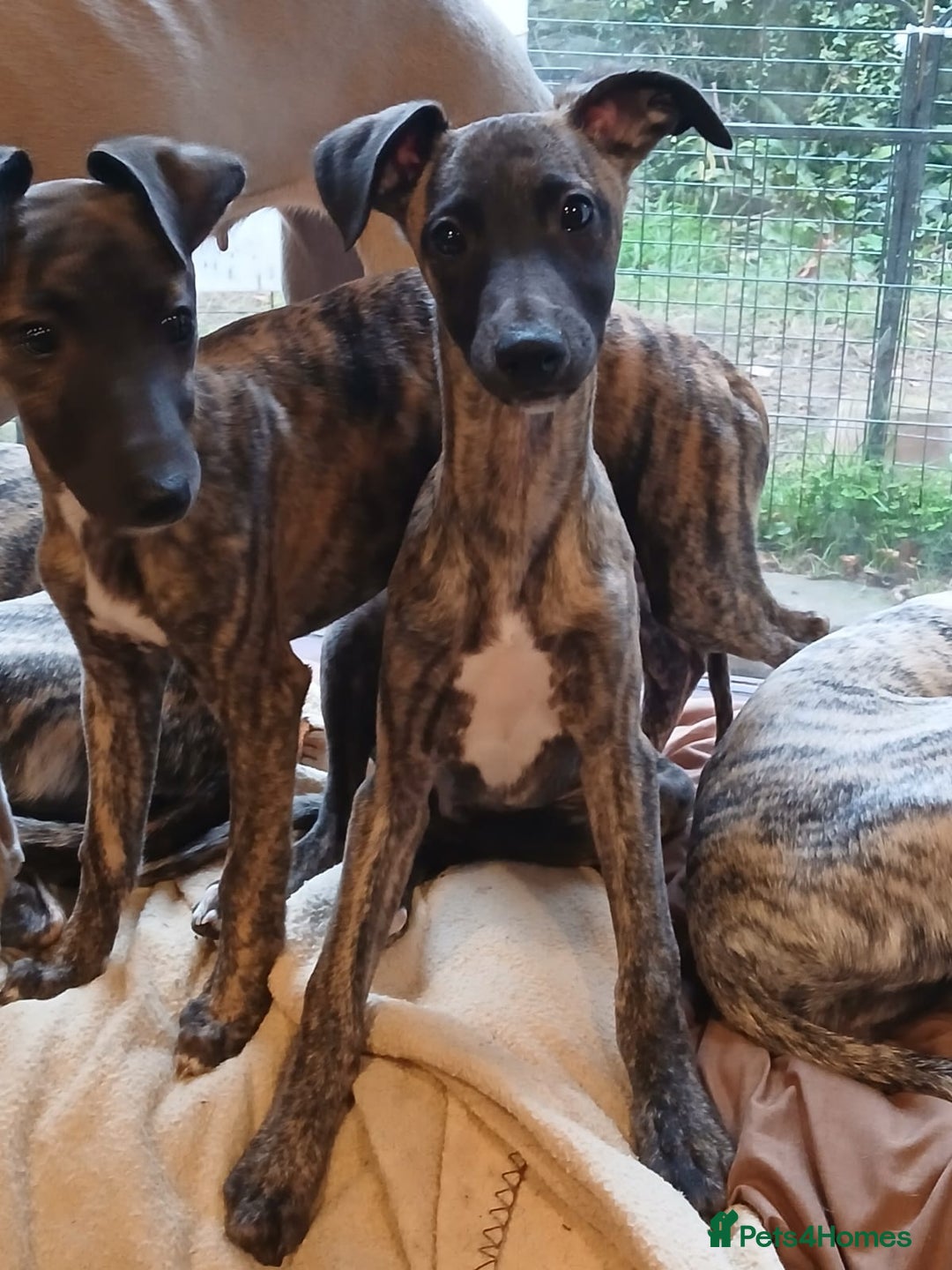 Whippet dogs for sale: 5 glorious KC boys ready now. KC Sire heart tested - Advert 2