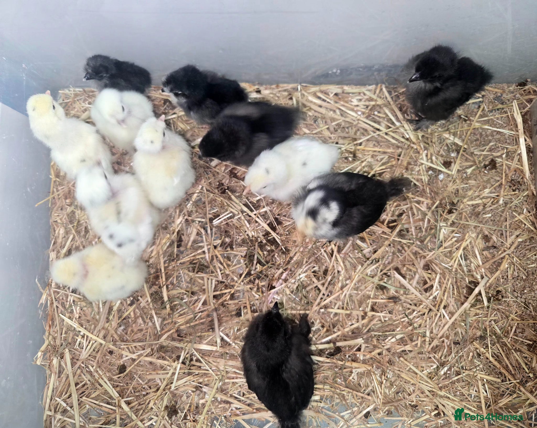 Mixed Breed poultry Chicks looking for new Home.  - Advert 2