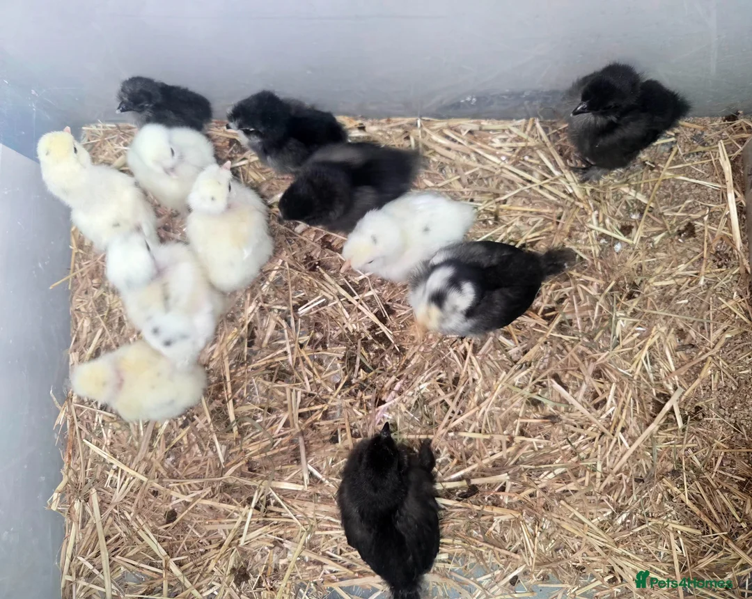 Mixed Breed poultry for sale: Chicks looking for new Home.  - Advert 2