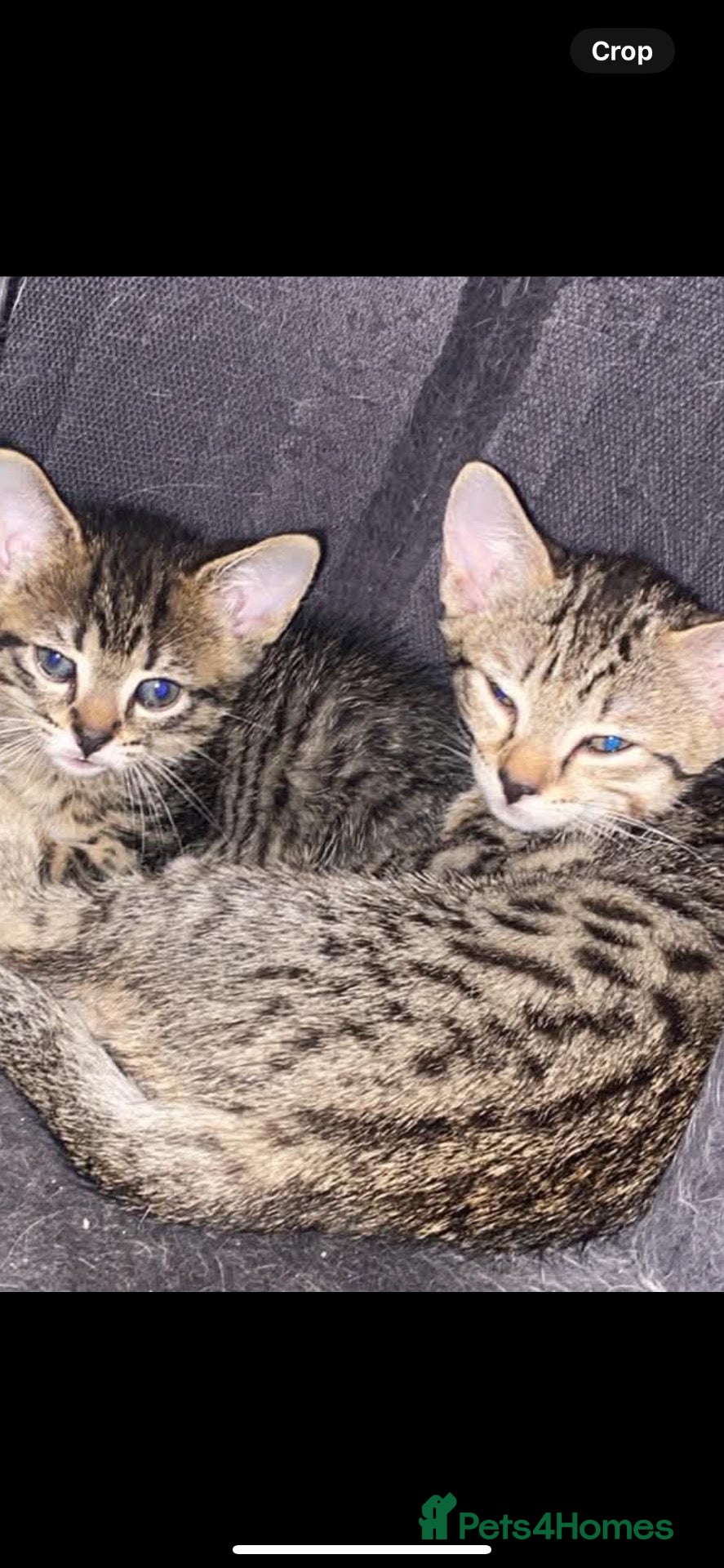 Savannah cats Kitten female savannah  - Advert 1