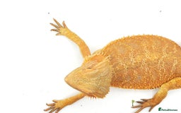 Bearded Dragon reptiles for sale: Bearded dragon for sale  - Image 4