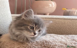 Siberian cats for sale: Siberian x British Shorthair Girls  - Image 3