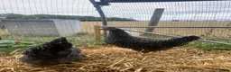 Chickens poultry for sale: Point of lay hybrid hens  - Advert 8