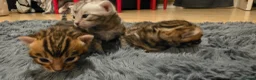 Bengal cats for sale: Full pedigree babies - Advert 10