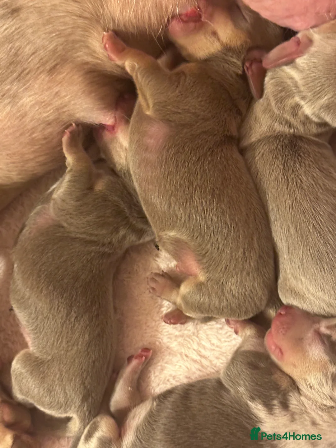 Miniature Dachshund dogs for sale: Kc smooth haired miniature dachshunds - Advert 4