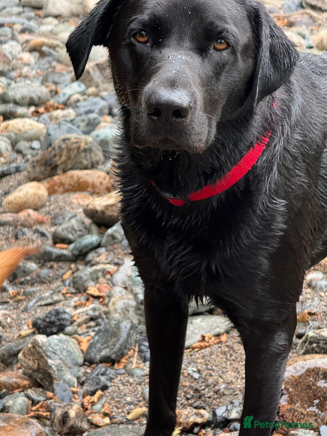 Labrador Retriever dogs for sale: Labrador Puppies  - Advert 6