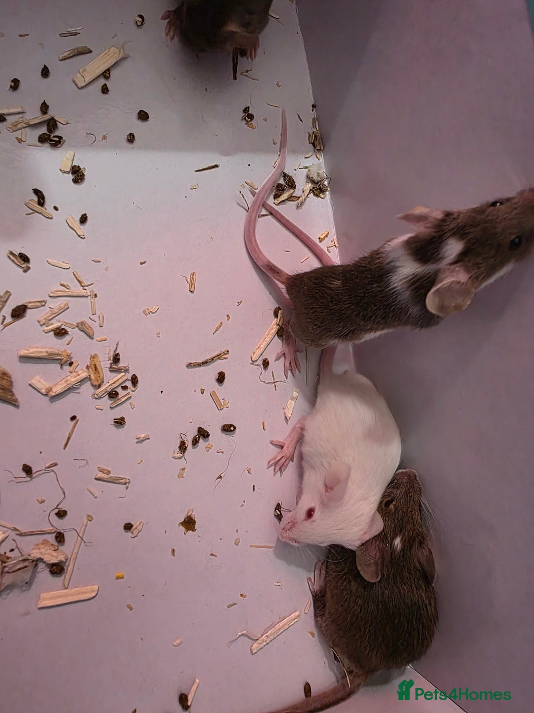 Mouse rodents for sale: Male and female mice  - Advert 1