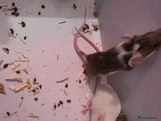 Mouse rodents Male and female mice - Advert 1