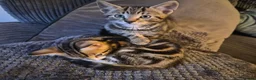 Domestic Shorthair cats for sale: Two male kittens ready to go in Lancaster - Advert 2