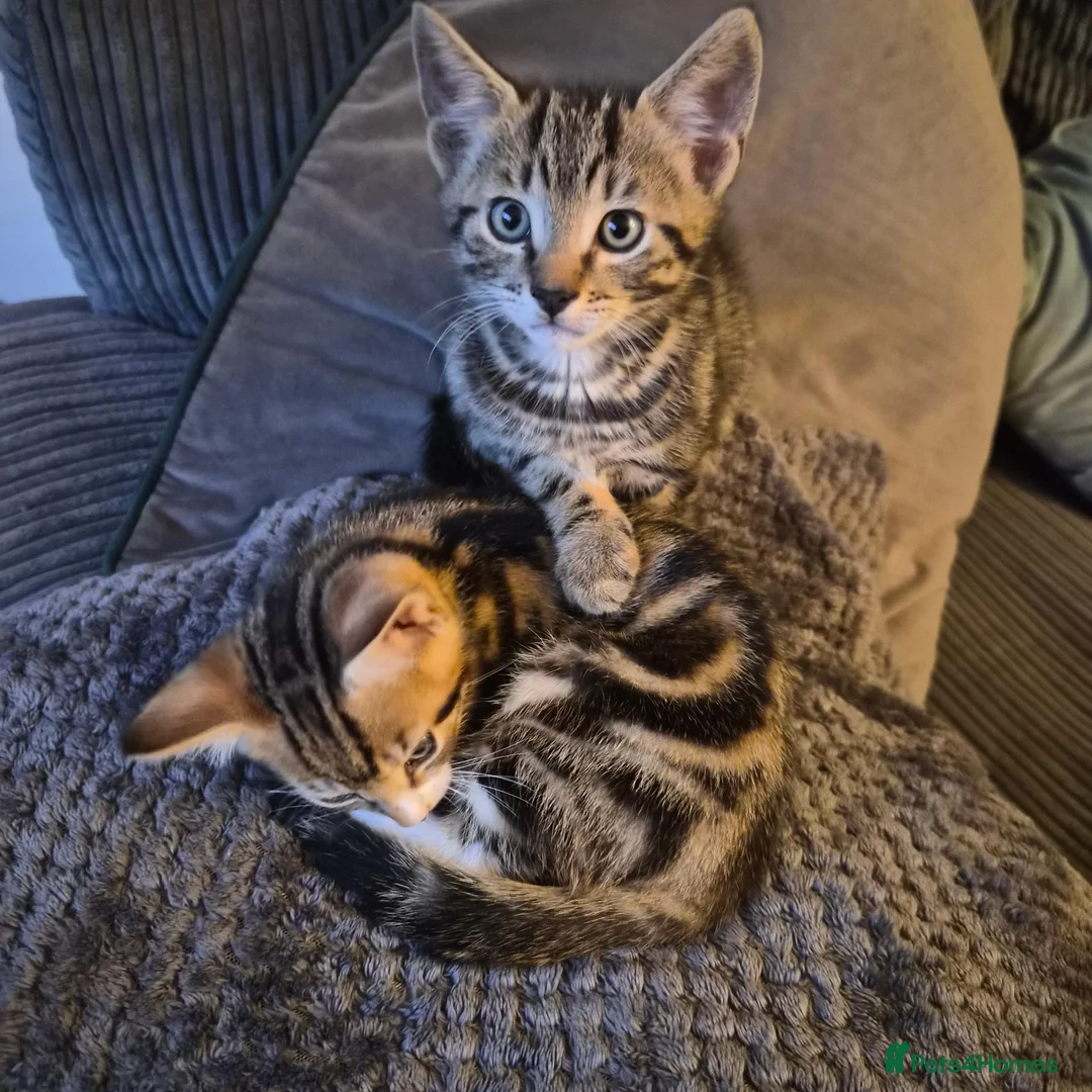 Domestic Shorthair cats for sale: Two male kittens ready to go in Lancaster - Advert 2