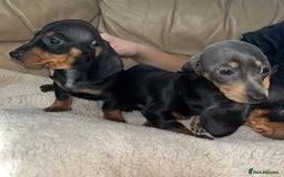 Dachshund dogs for sale: Dachshund puppies  - Image 6