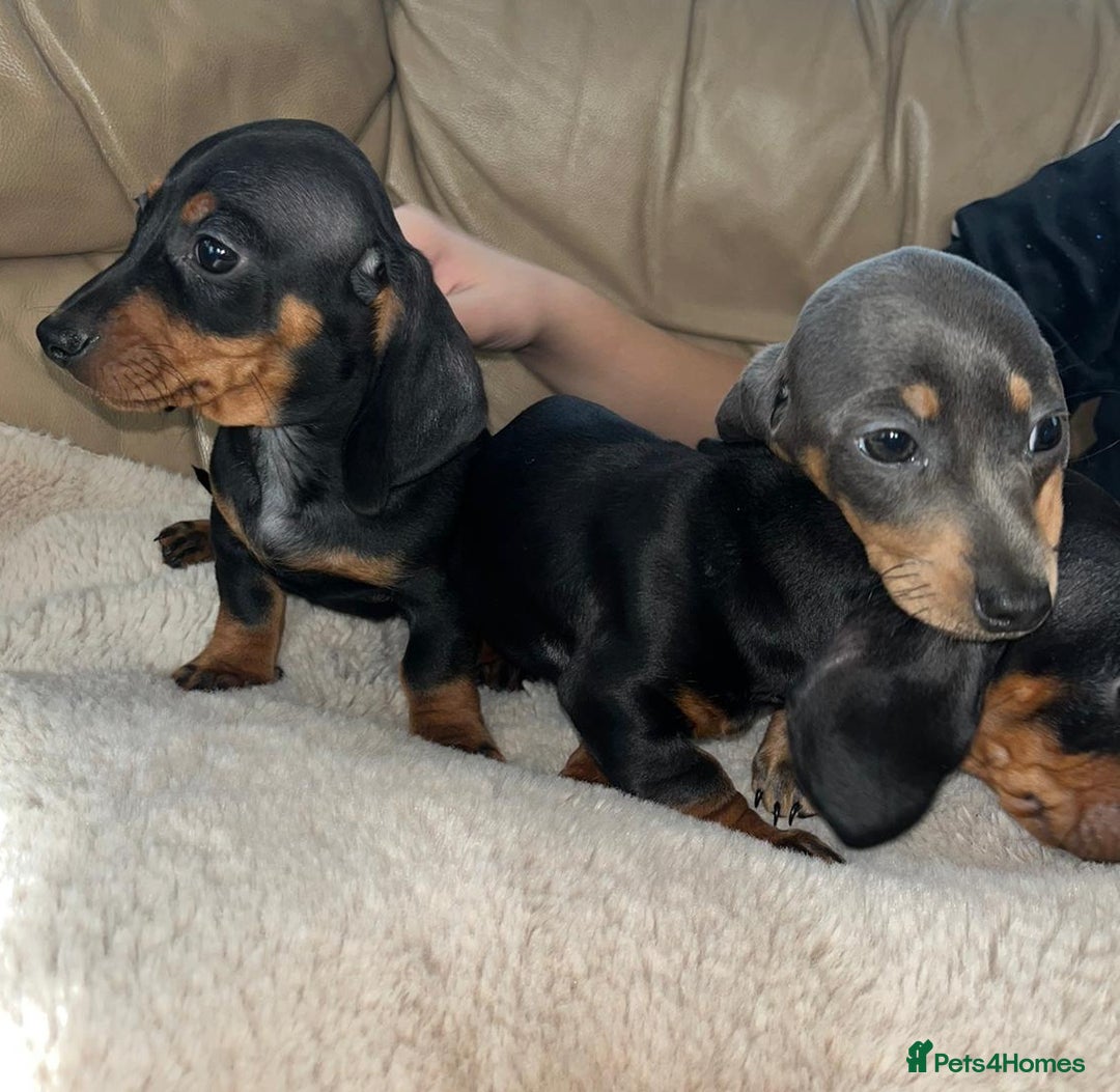Dachshund dogs for sale: Dachshund puppies  - Image 6
