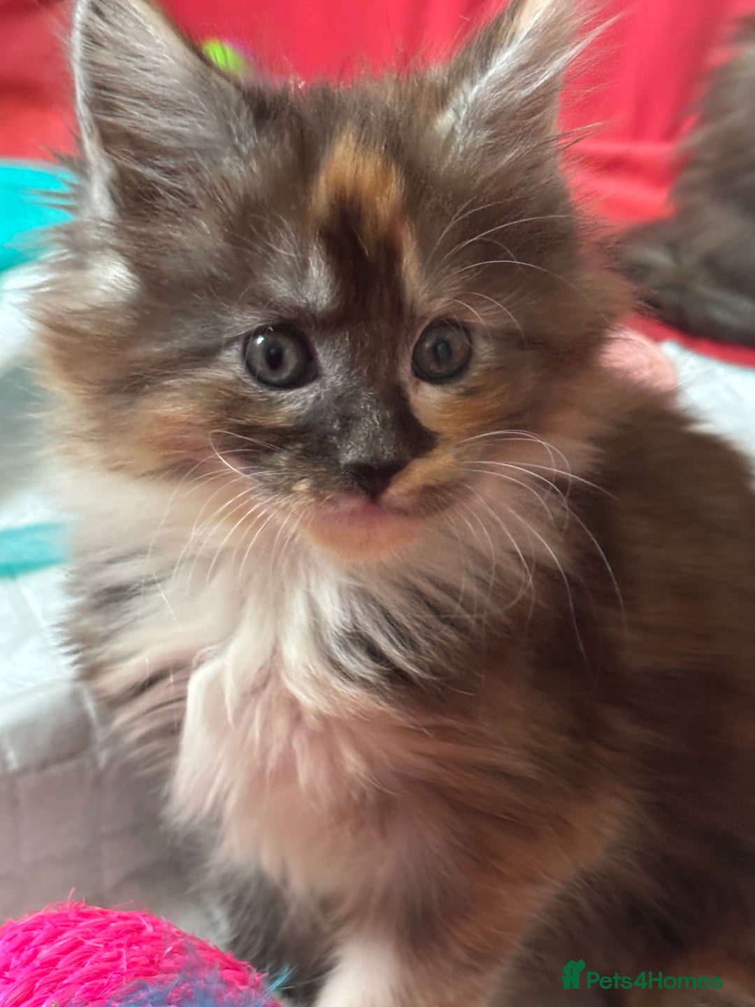 Maine Coon cats for sale: Beautiful playful 4 mainecoons kittens  - Image 2