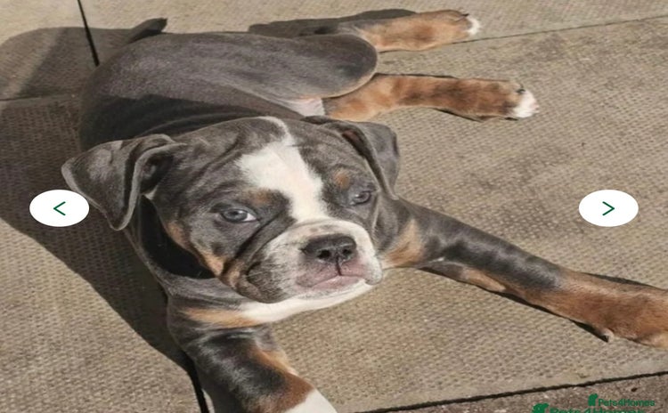 Olde English Bulldogge dogs - Advert 1