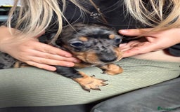 Miniature Dachshund dogs for sale: Miniature Dachshunds Dapple - Image 18