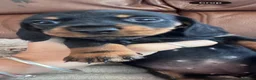 Miniature Dachshund dogs for sale: Two gorgeous girls left. Ready now  - Advert 4