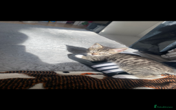 Mixed Breed cats for sale: 4 Beautiful Kitties For Sale  - Image 6
