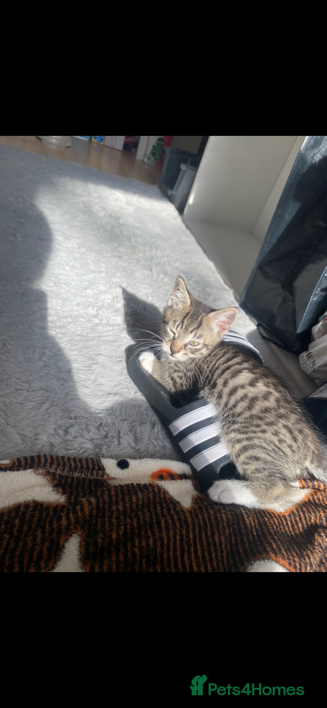 Mixed Breed cats for sale: 4 Beautiful Kitties For Sale  - Image 6