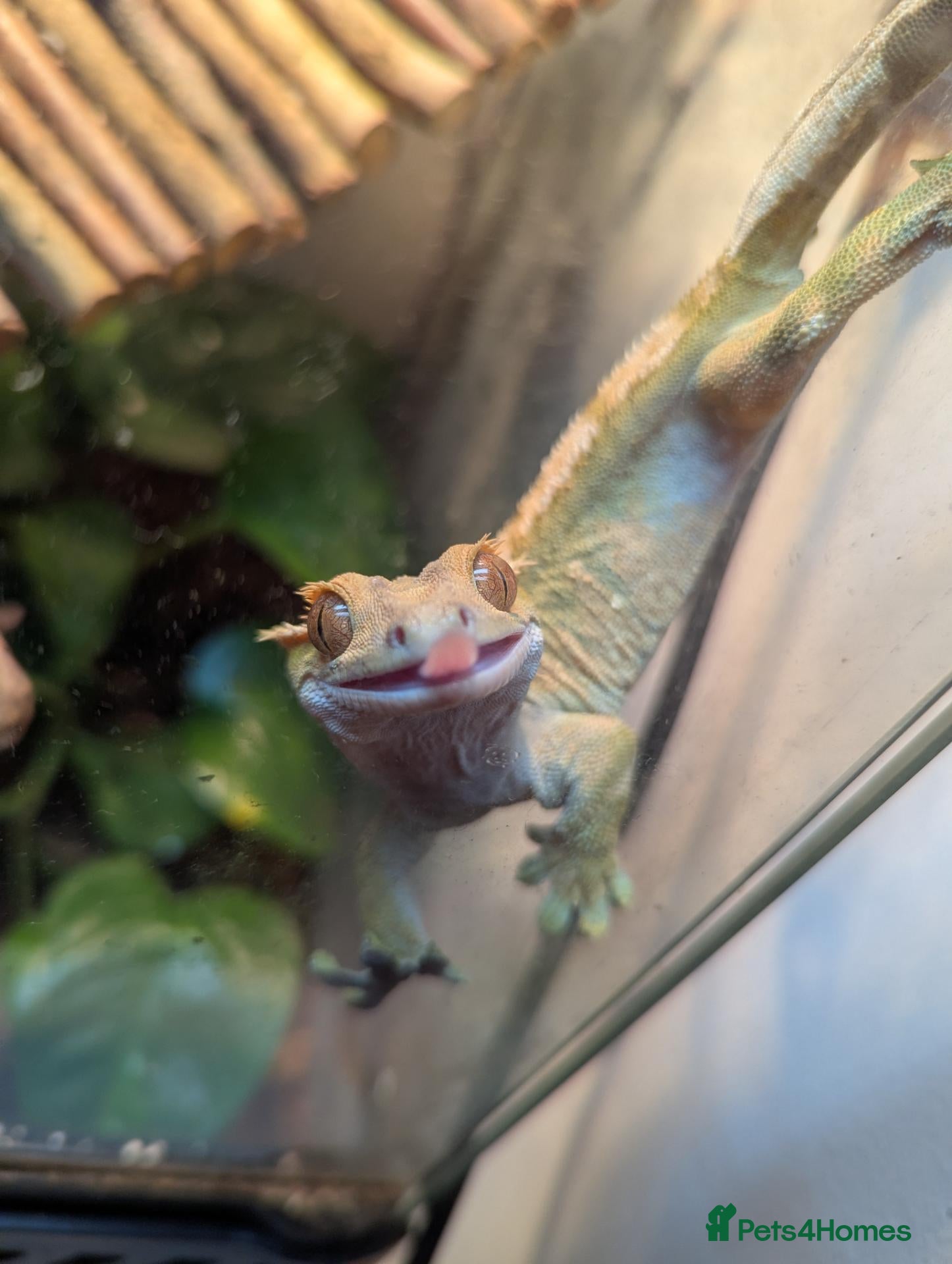 Gecko reptiles Crested gecko  - Advert 1