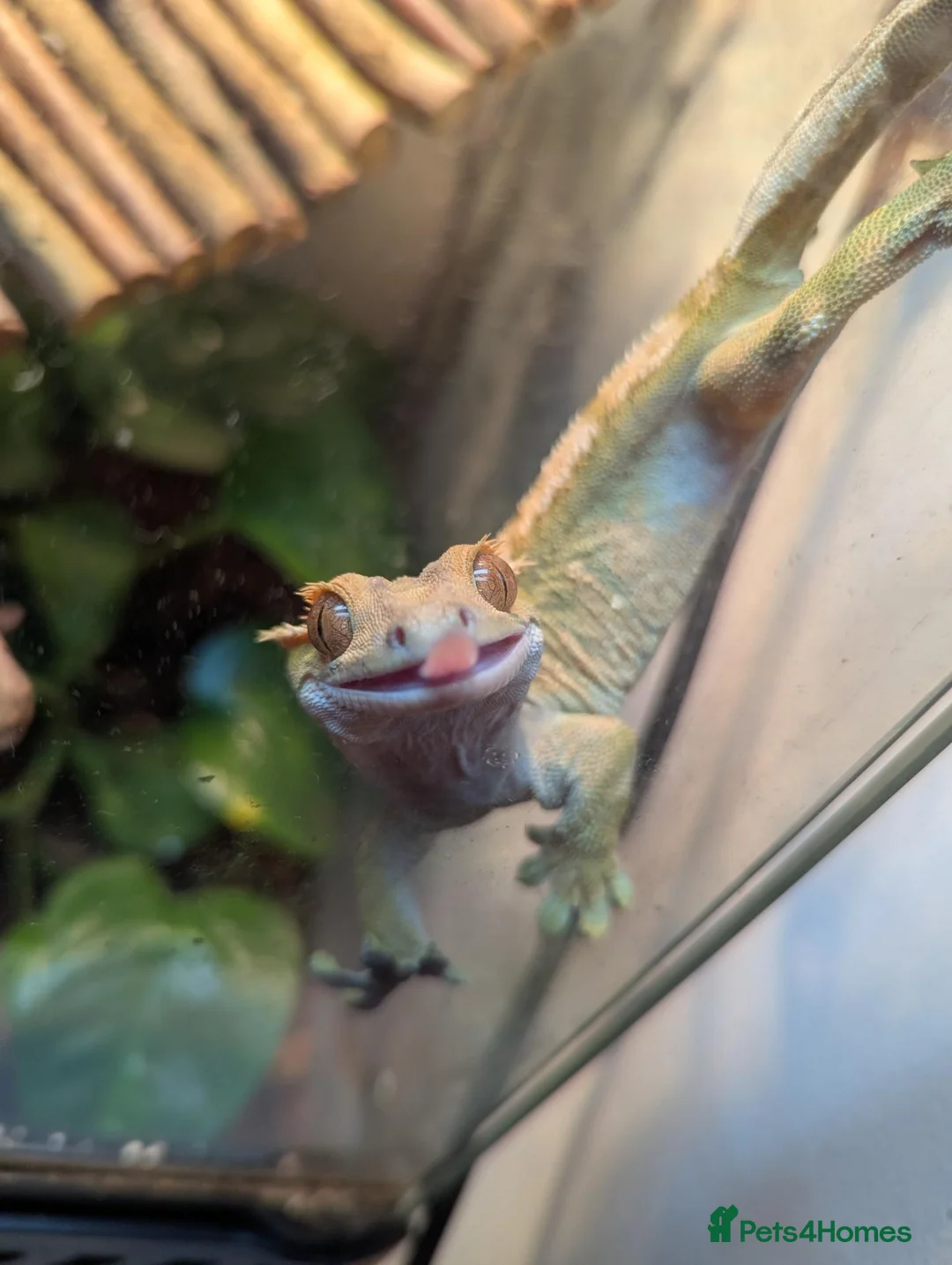 Gecko reptiles for sale: Crested gecko  in Paignton - Advert 1