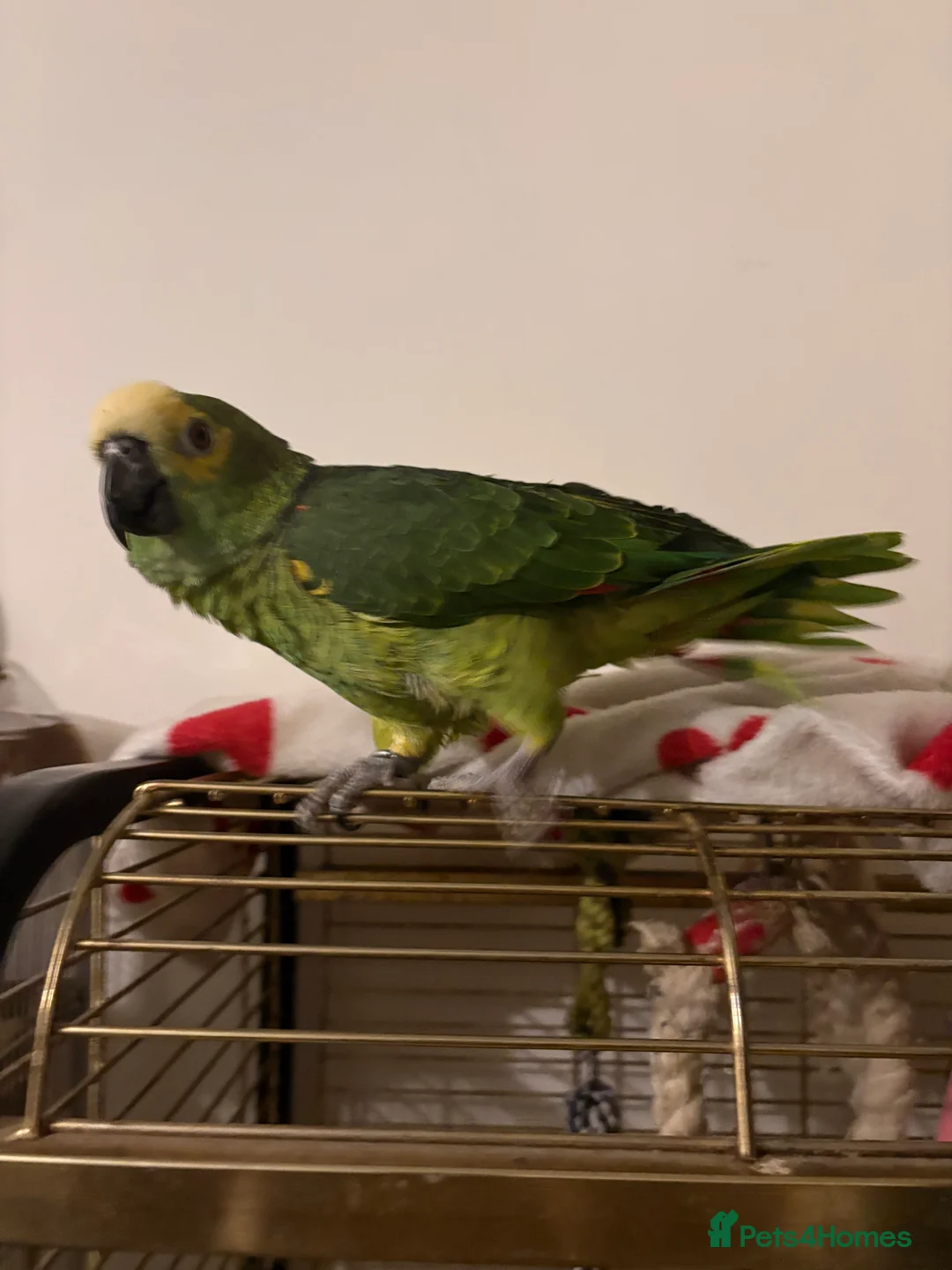 Parrots birds for sale: Blue Fronted Amazon parrot in Axminster - Advert 2