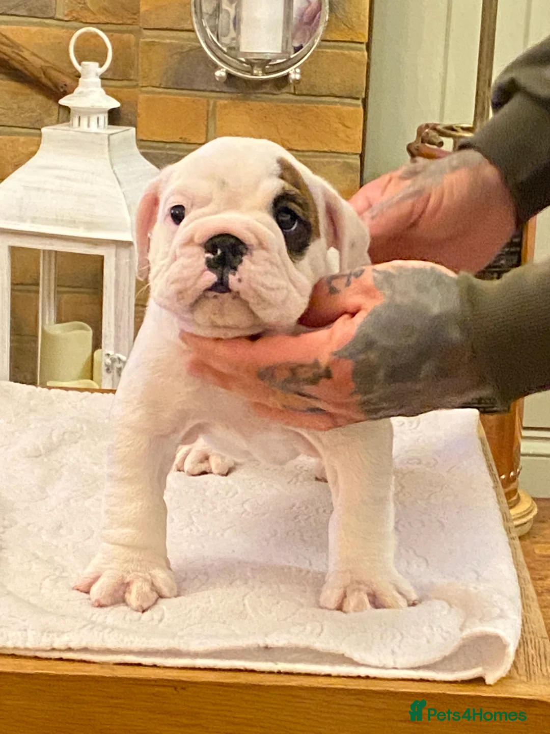 Gallery Image {{count}}