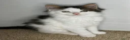 Maine Coon cats for sale: *READY NOW MAINE COON KITTEN* - Advert 5