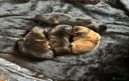 Mixed Breed dogs for sale: Beautiful Rottweiler x bullmastiff puppies - Image 8