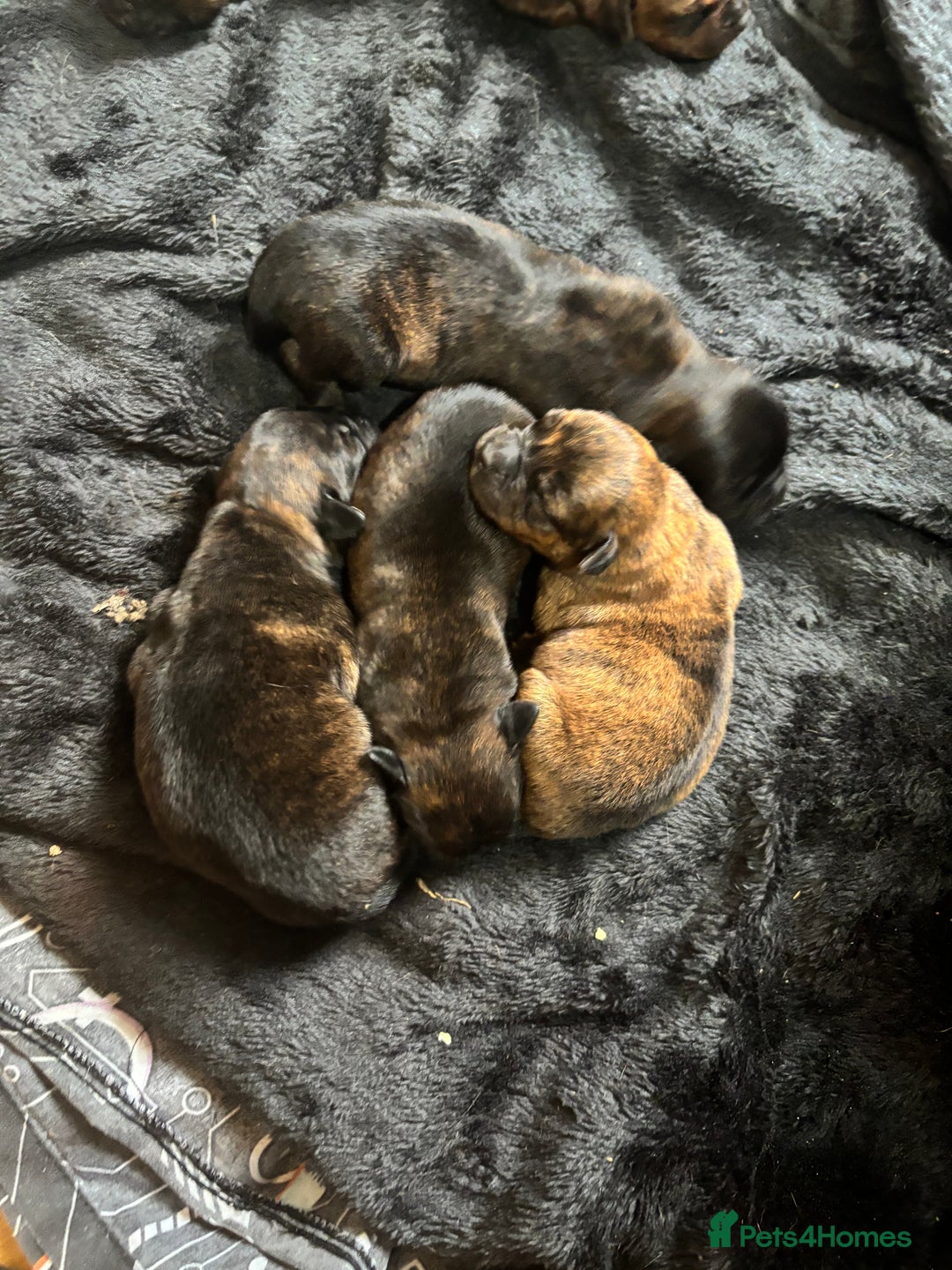 Mixed Breed dogs for sale: Beautiful Rottweiler x bullmastiff puppies - Image 8