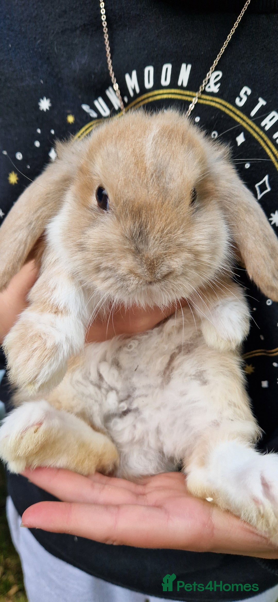 Mini Lop rabbits for sale: 4x Mini Lop Female Bunnies - Image 8