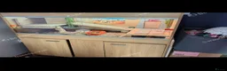 Bearded Dragon reptiles for sale: Bearded dragon seeking new home - Advert 5