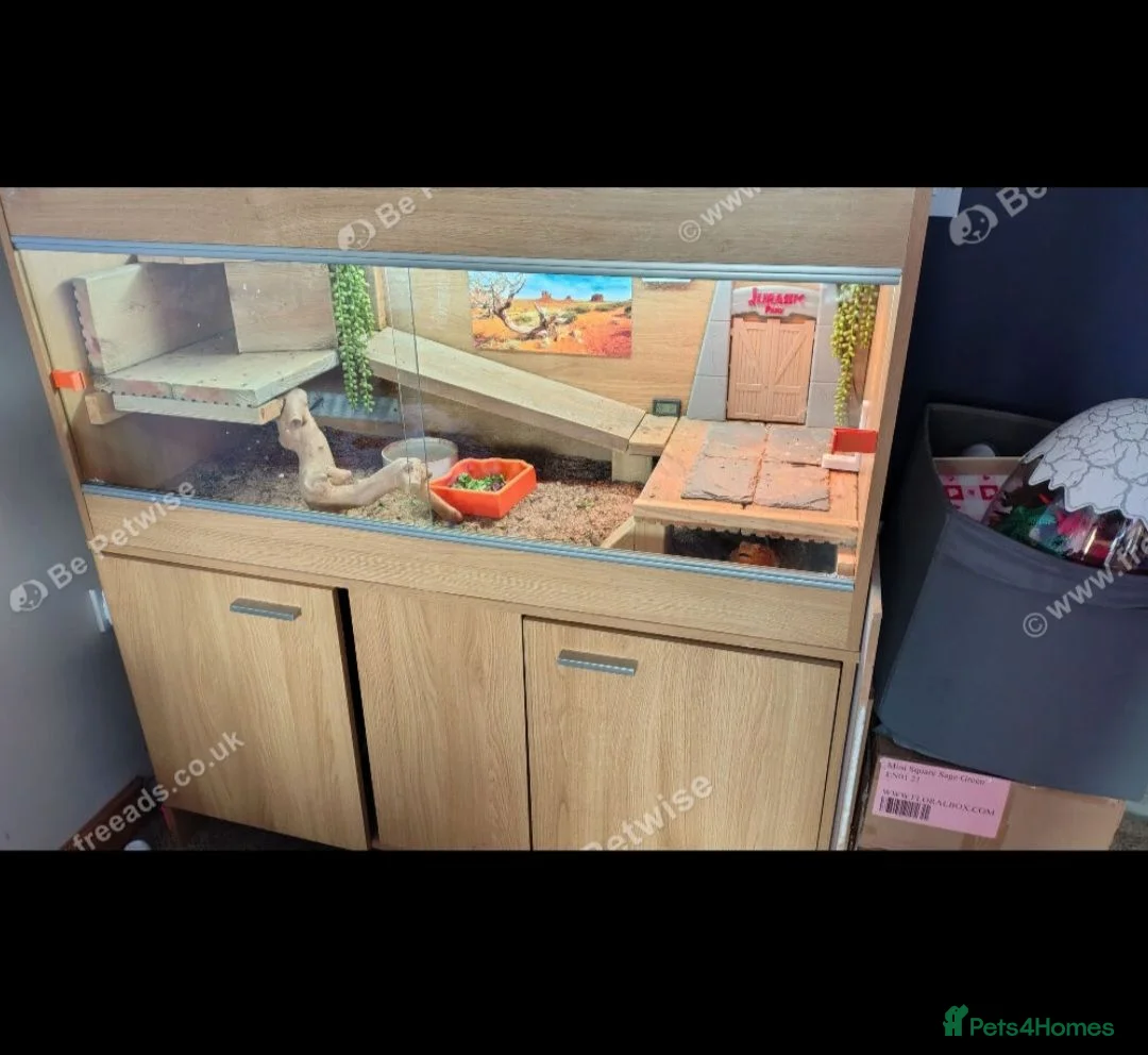 Bearded Dragon reptiles for sale: Bearded dragon seeking new home - Advert 5