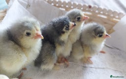 Chickens poultry for sale: Day old chicks / hatching eggs Brahma sussex Pekin - Image 16