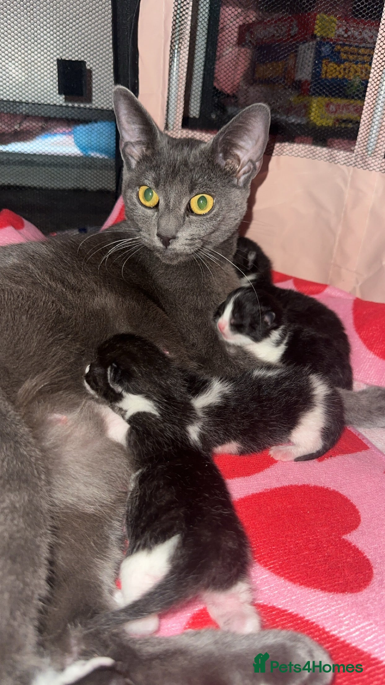 Mixed Breed cats Tuxedo ghost tabby  - Advert 1