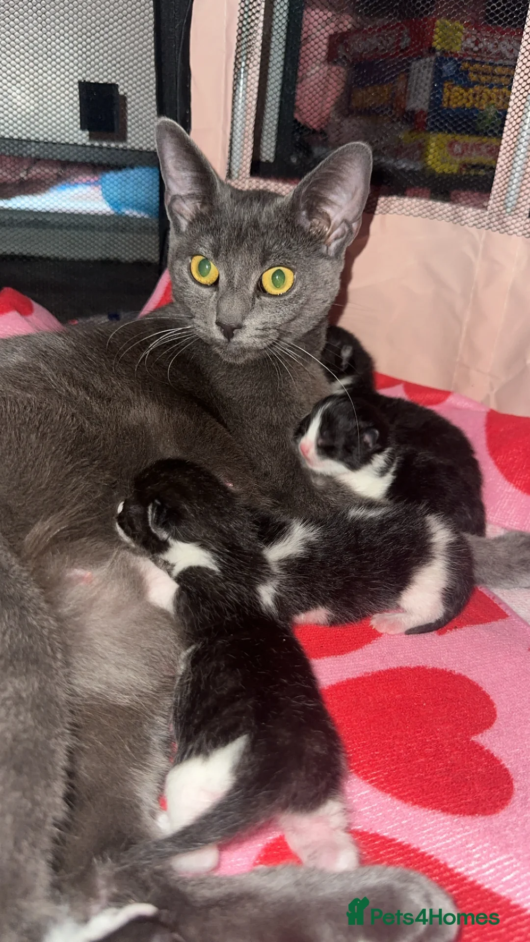 Mixed Breed cats for sale: Tuxedo ghost tabby  - Advert 1