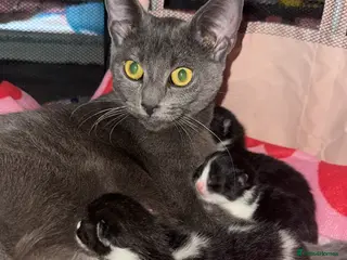 Mixed Breed cats Tuxedo ghost tabby - Advert 1