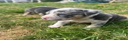 American Bully dogs for sale: Prizebullz x Clarkebullz pocket bullys  - Advert 8