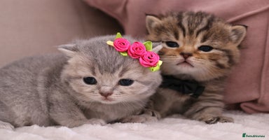 British Shorthair cats - Advert 10